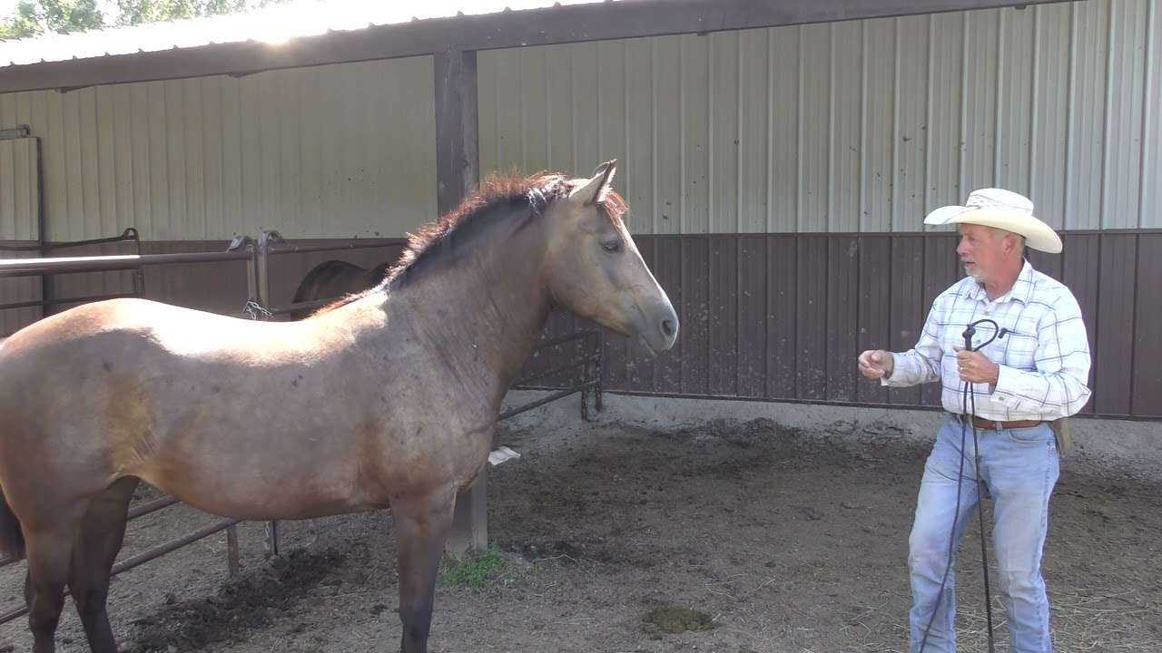 Establishing a Relationship With a New Horse