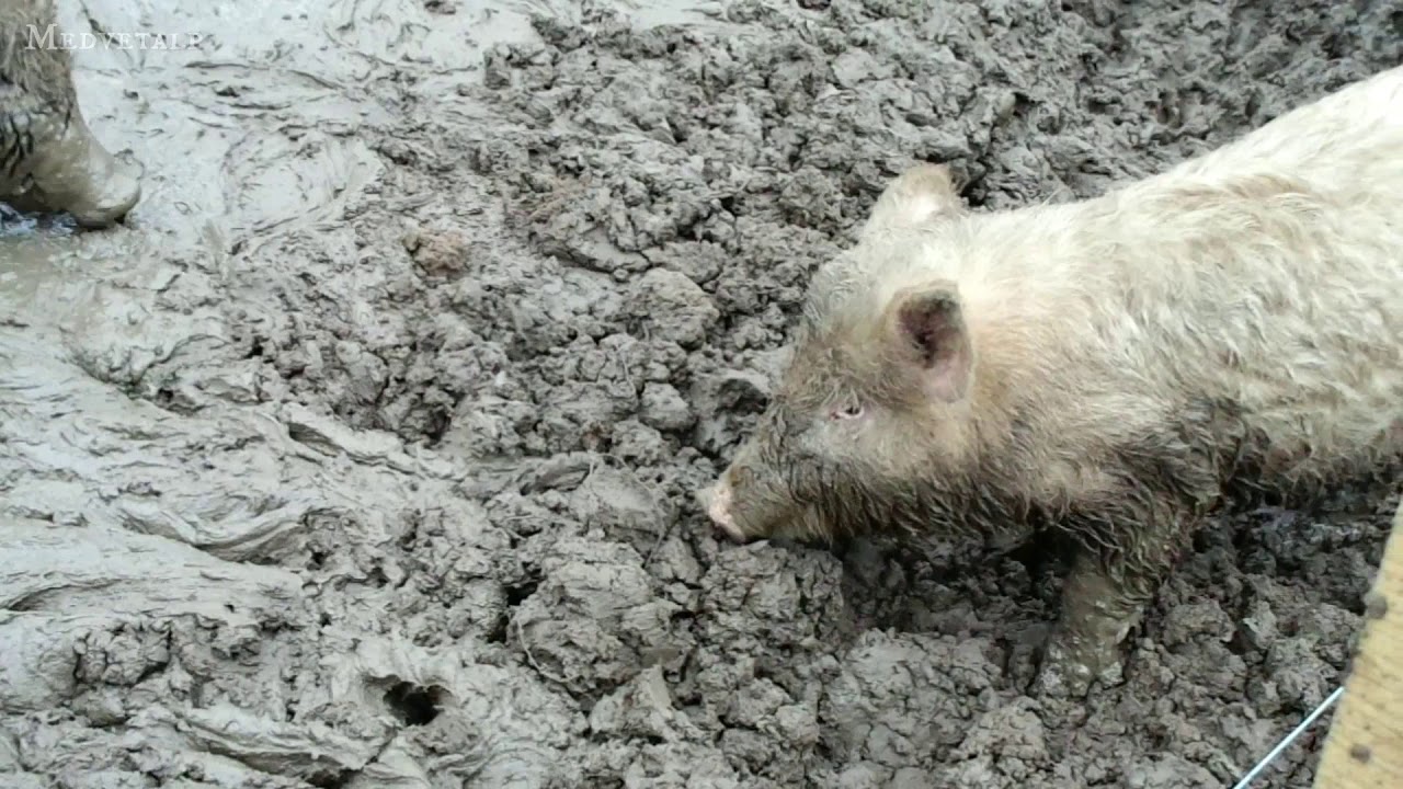 Napi cukiság: Dagonyázó disznók Gödöllőn