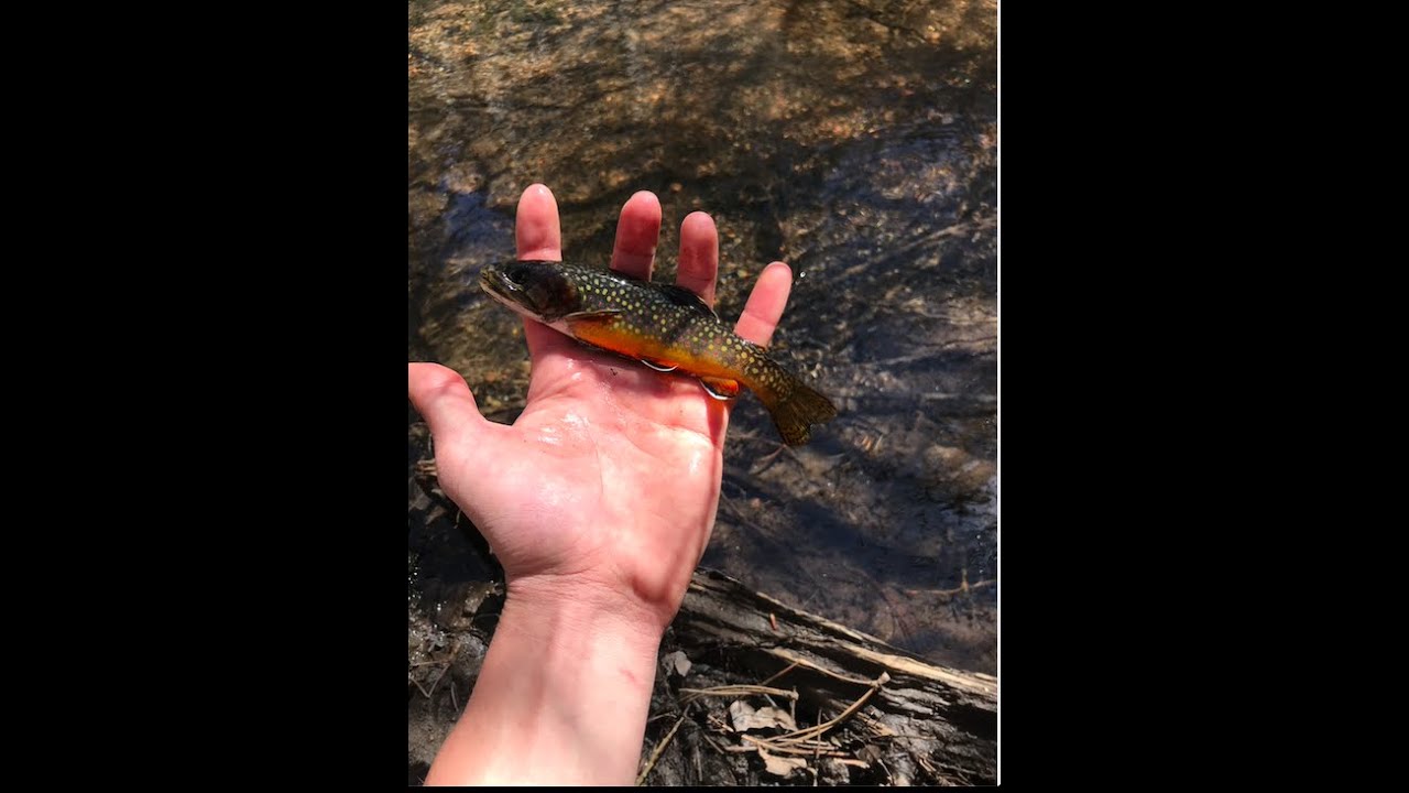 Tiny Ten 2 (8ft pole) on a Super Small Overgrown Stream