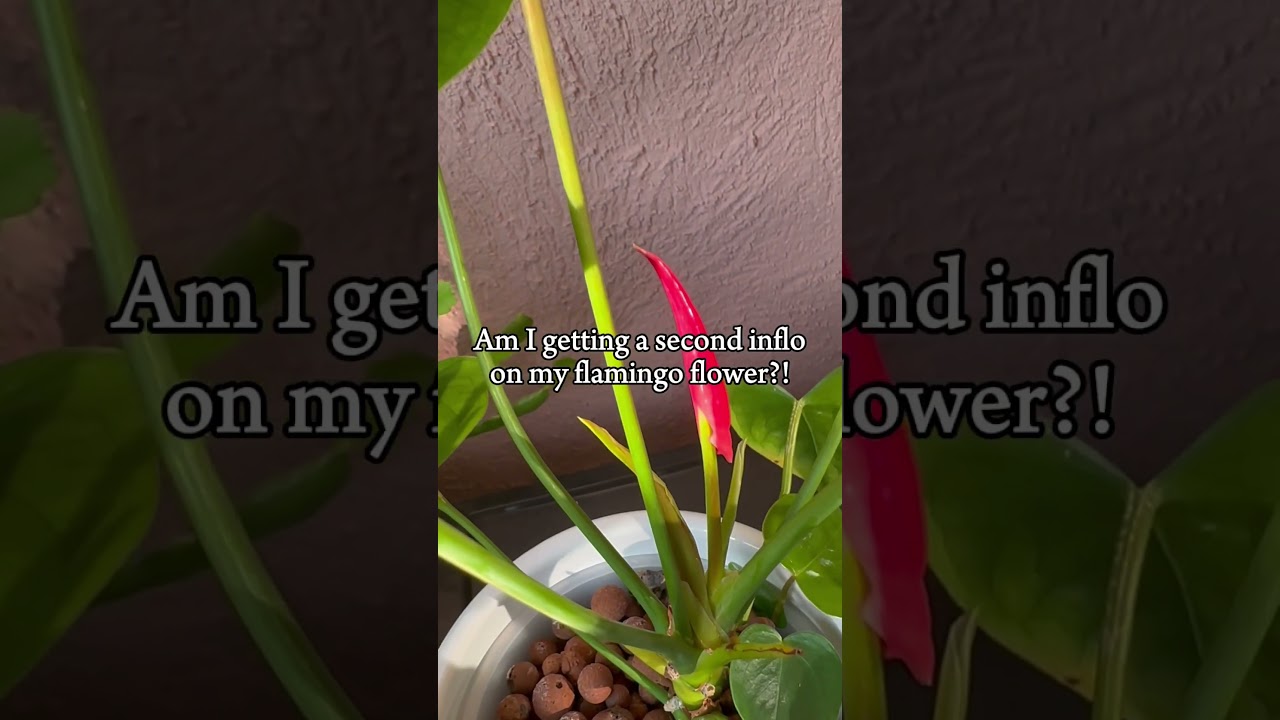 Flamingo flower blooming again! 
