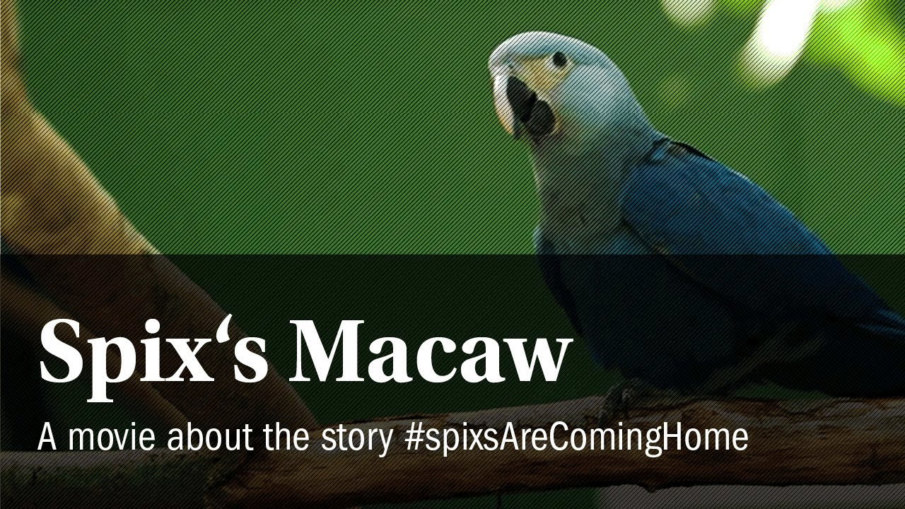 A Movie about our Spix`s Macaws. #spixsAreComingHome (dt. Untertitel)