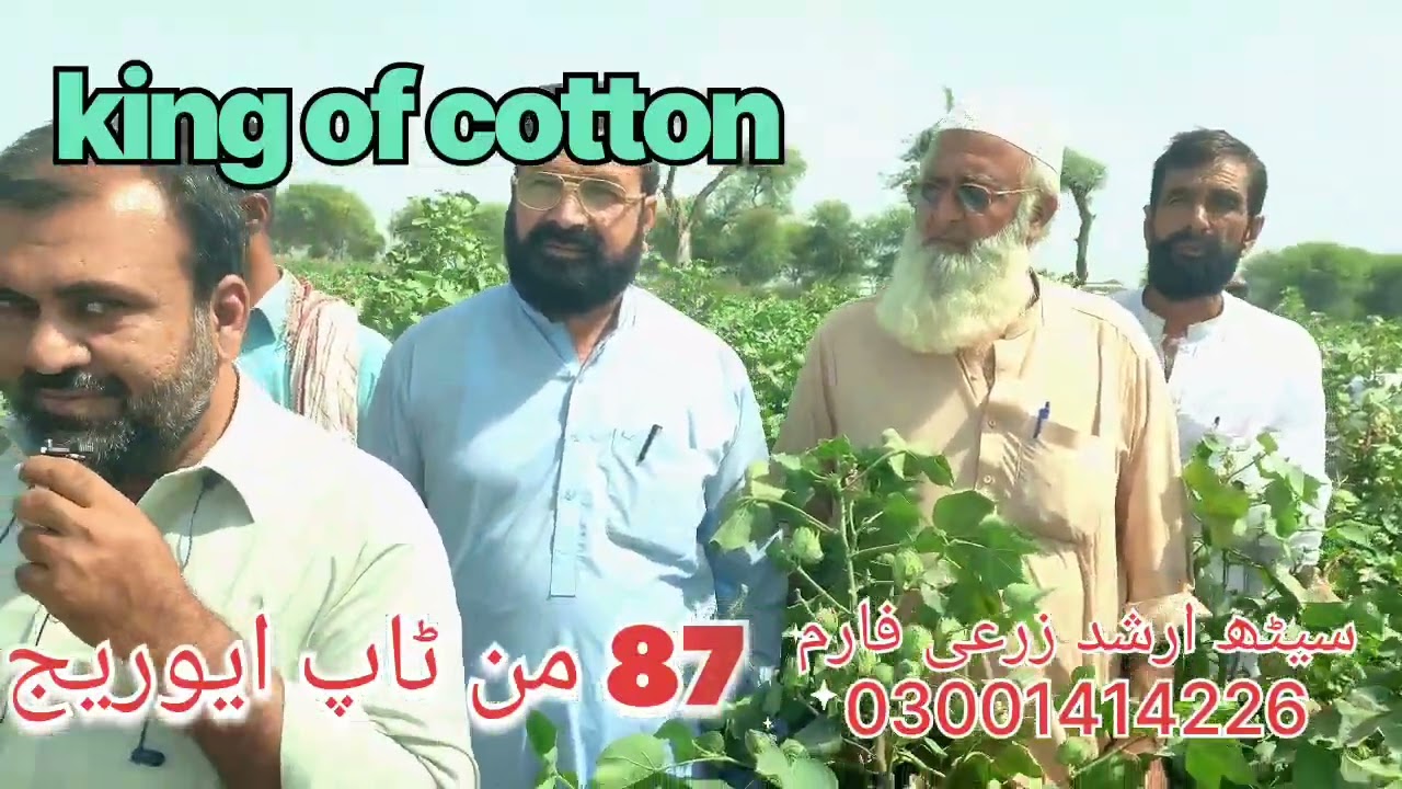 King of Cotton Best Average 87 Man - King of Cotton