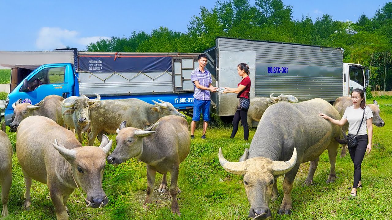 Live Stream: Buy 1000+ Buffaloes from Farmers, Use Truck to Transport and Sell to Traders