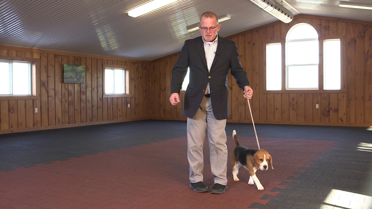 Dog Show Tips - Movement Patterns
