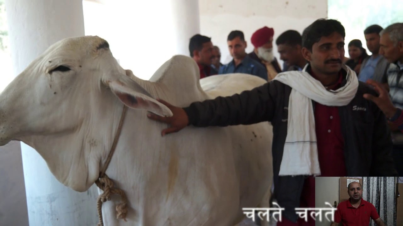 सबसे सुंदर थारपारकर गाय की कितनी बोली लगी  ?   CCBF Suratgarh