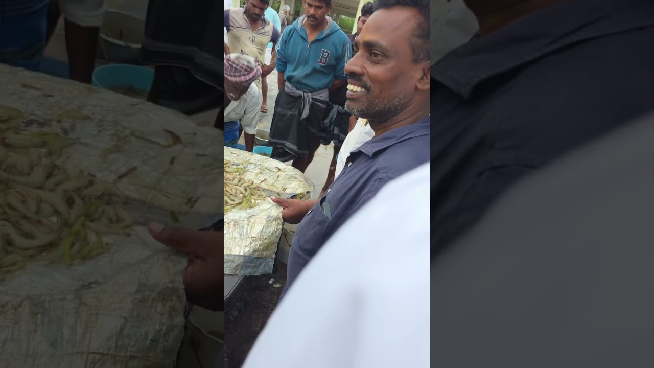 🌊🐠🦀🦐அனல் பறக்கும் முத்துகுடா ஏலம்