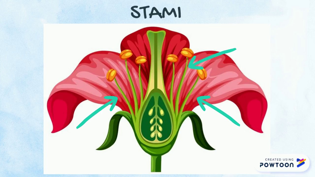 LE PARTI DEL FIORE