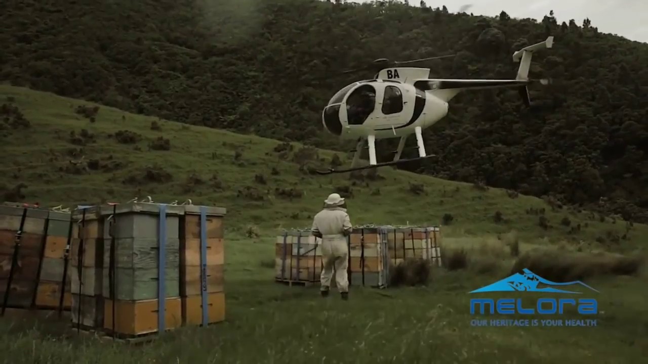 Самый известный мед в мире   Манука & Melora Manuka Honey
