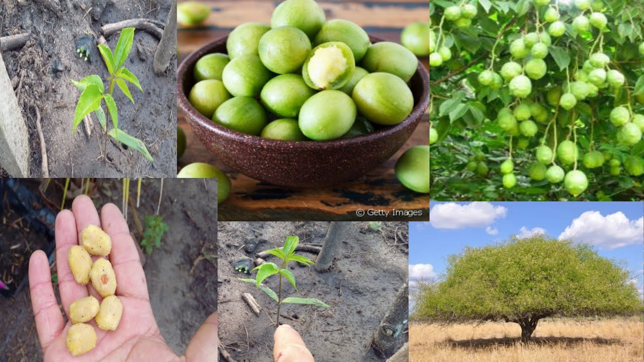 como fazer muda de umbu do caroço? e quanto tempo demora pra nascer.