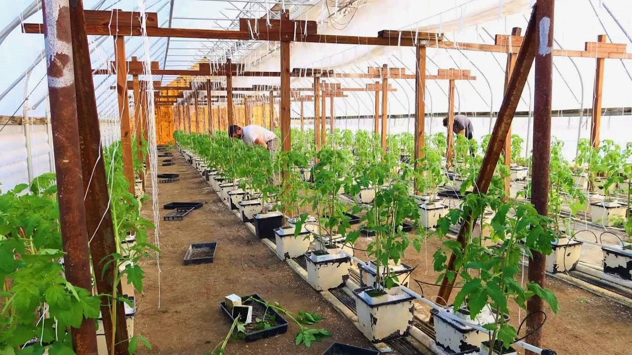 How we Plant Hydroponic Tomatoes on our Ohio Farm