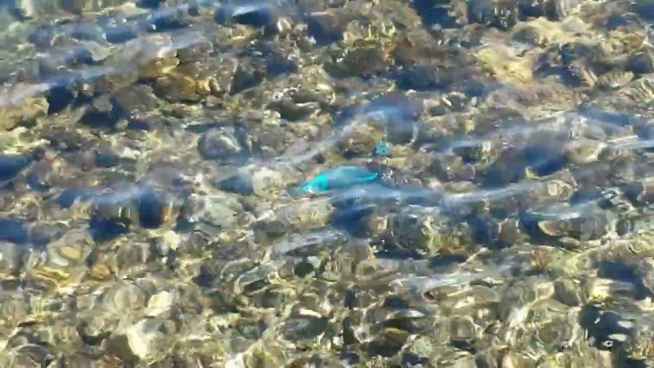 reaf beach in Sharm 2020(1)