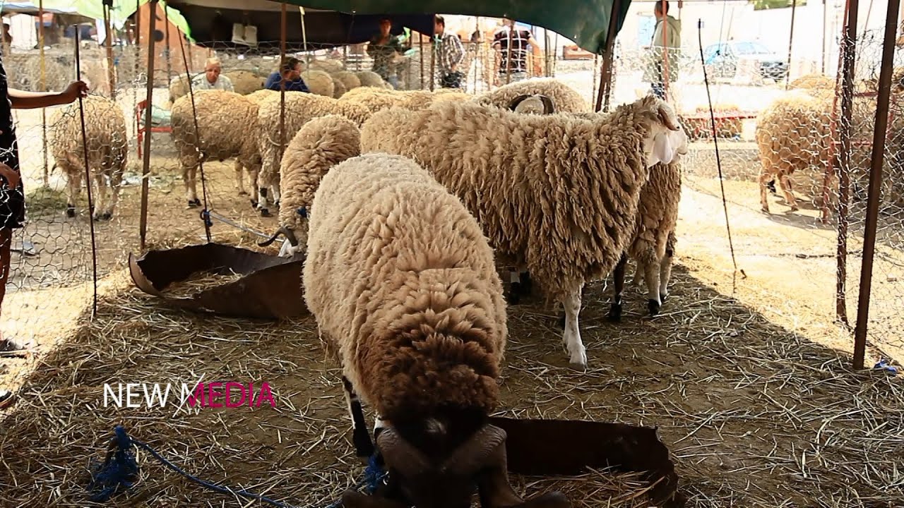 سوق أضاحي العيد .. أسوام الأضاحي في سليانة أرفق وأرخص من تونس العاصمة..تسمع هنا كان  فوق المليون 🐏 🔥