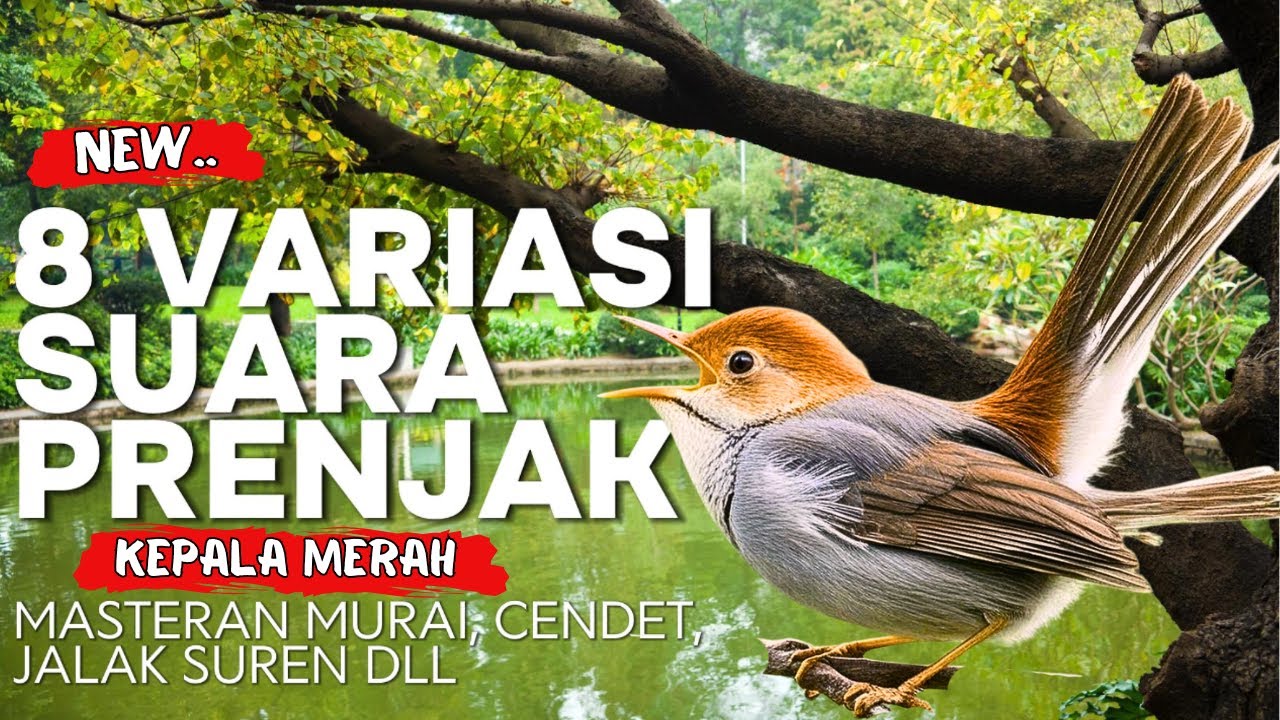 8 Variasai Suara Prenjak Kepala Merah | Masteran Prenjak Untuk Murai, Cendet, Jalak Suren, Cucak Ijo