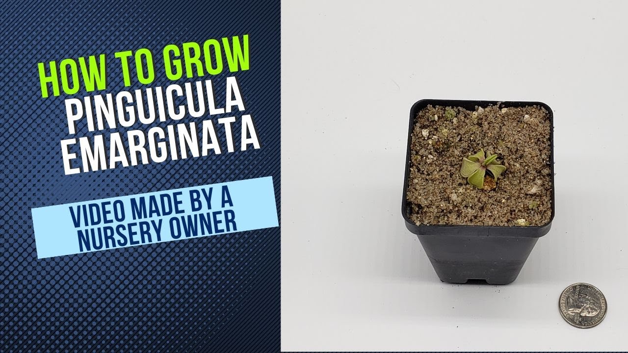 How to Grow and Propagate Pinguicula Emarginata (Carnivorous Plant Grow Guide)