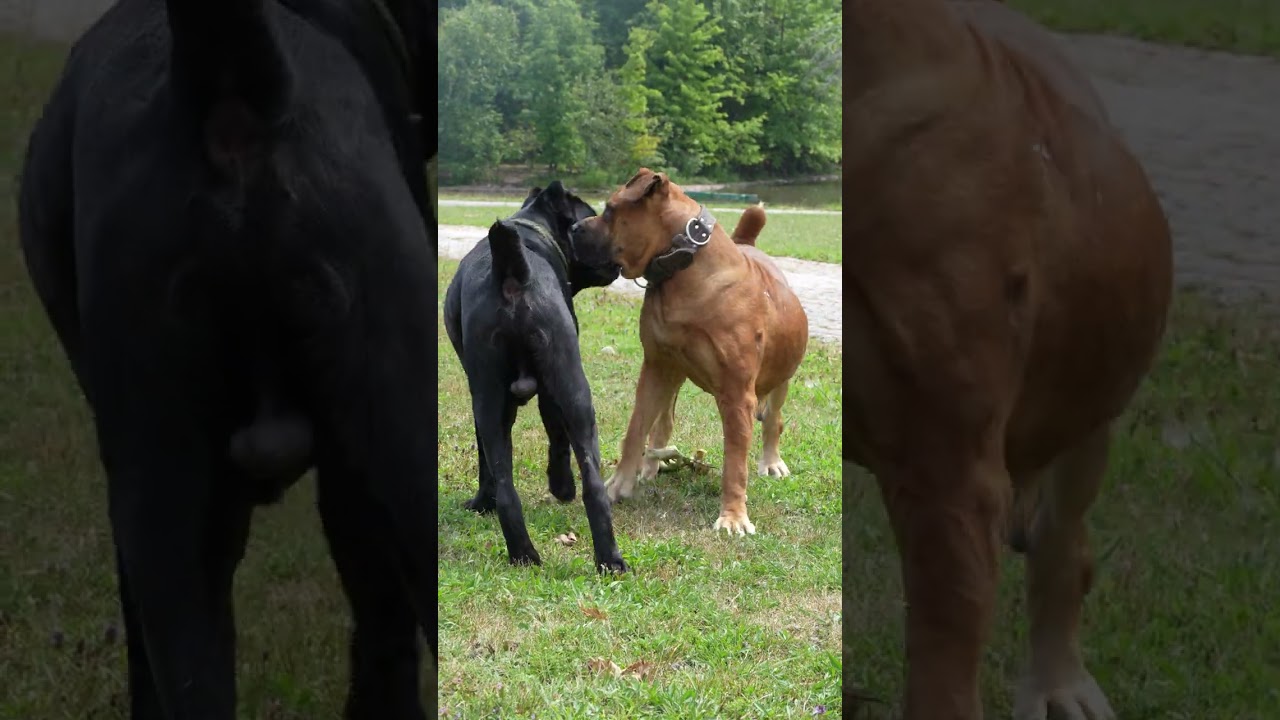 HUGE Boerboel Female Examined By Male Cane Corso  #boerboel #dogbreed #canecorso #mastiff