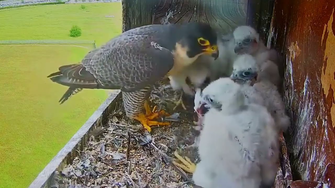 #falcon ep58 Review parent birds and baby birds in their nest, bird nest with beautiful nature