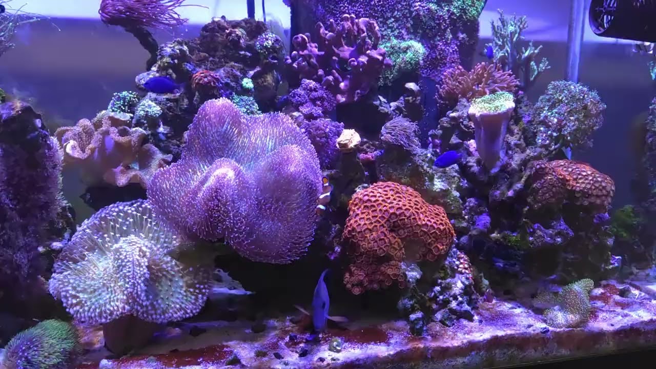 125 Gallon Mkxed Reef Saltwater Aquarium Oct 2025 Update 
