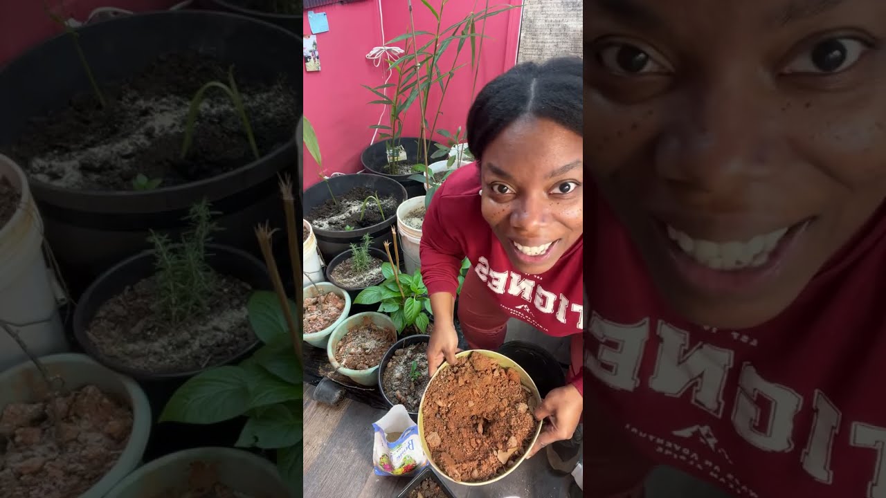 Ashley Sylvestre Is Transplanting Peppers & Journaling #fyp #trending