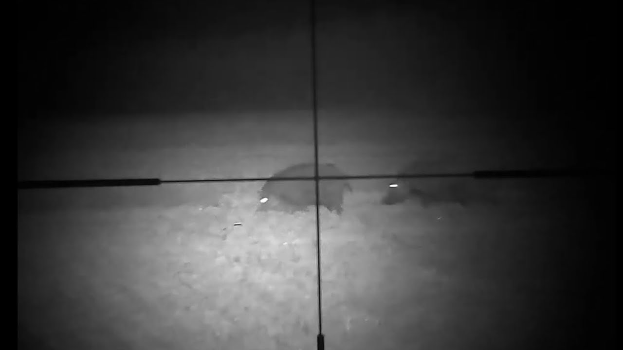 Sytong HT77 Bache mit Frischlingen Jagd2022