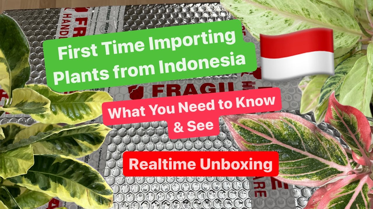 Importing Plants from Indonesia for the First Time: My Experience and Unboxing Review