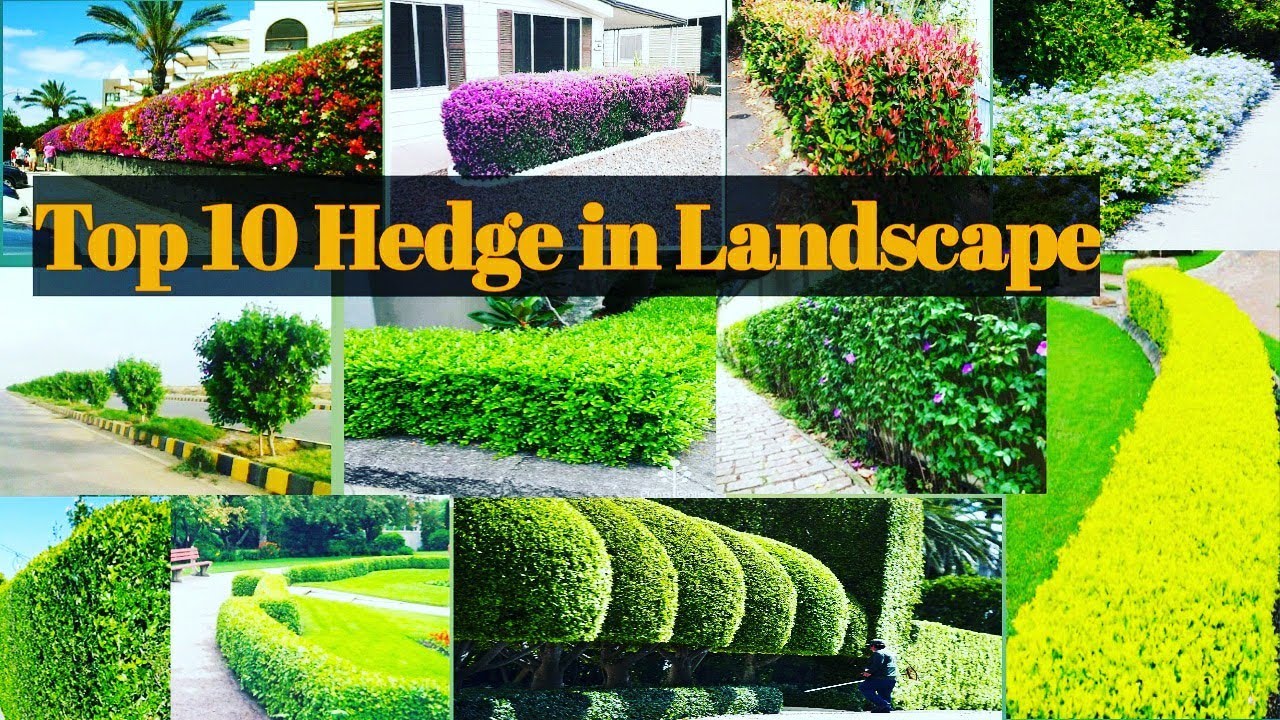 Top 10 Hedge used in Landscaping in India/Hedge Plants For Landscape/Best Plants for Landscape