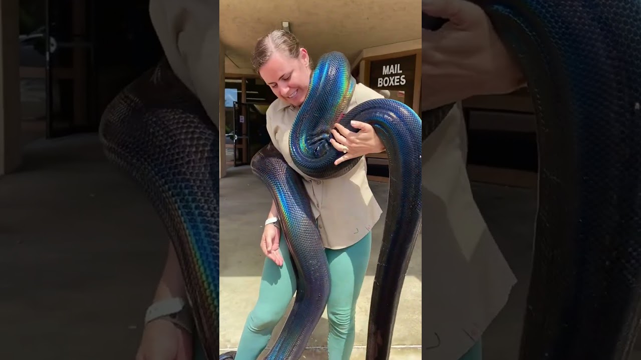Вы должны увидеть эту великолепную радужную змею! 😱🐍