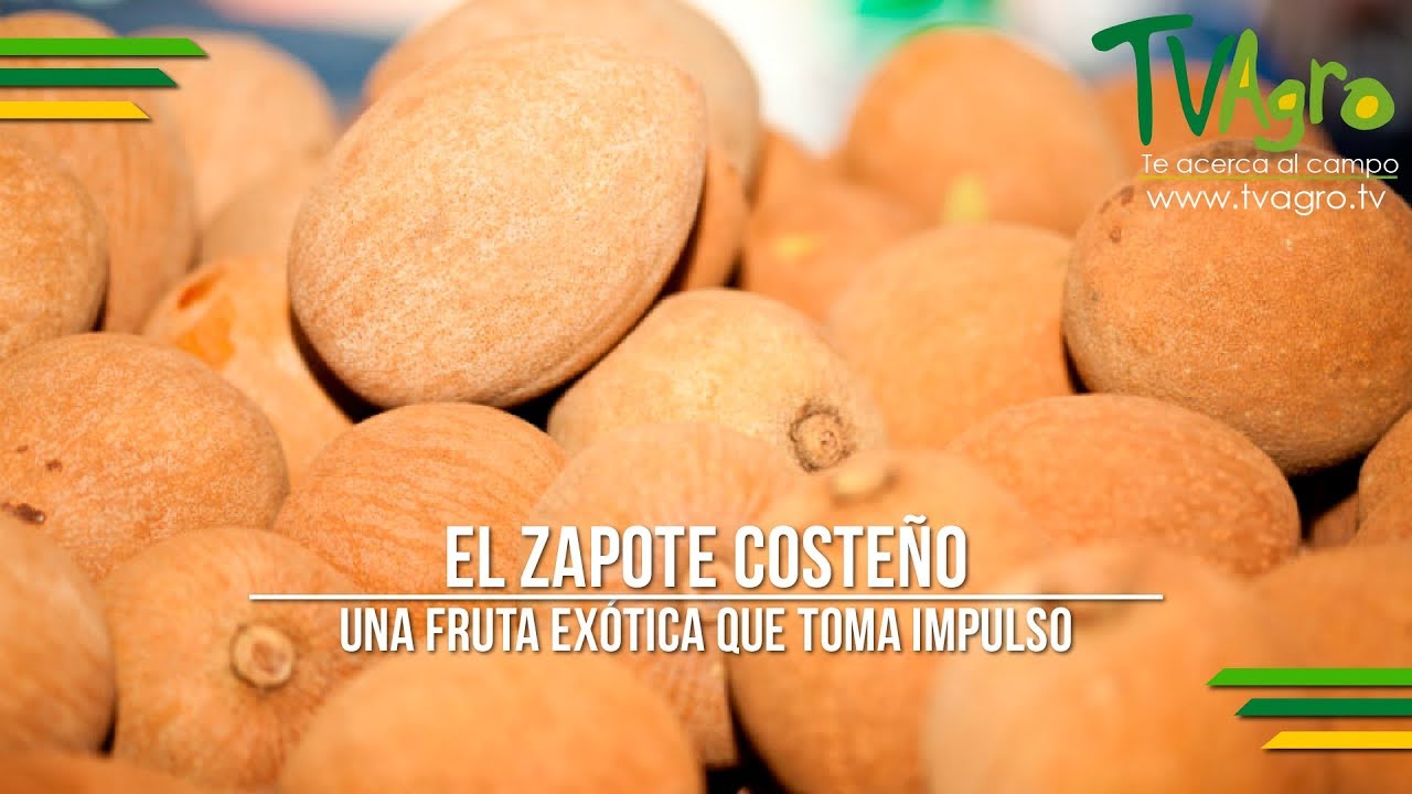 El Zapote Costeño: Una Fruta Exótica que Toma Impulso - TvAgro por Juan Gonzalo Angel