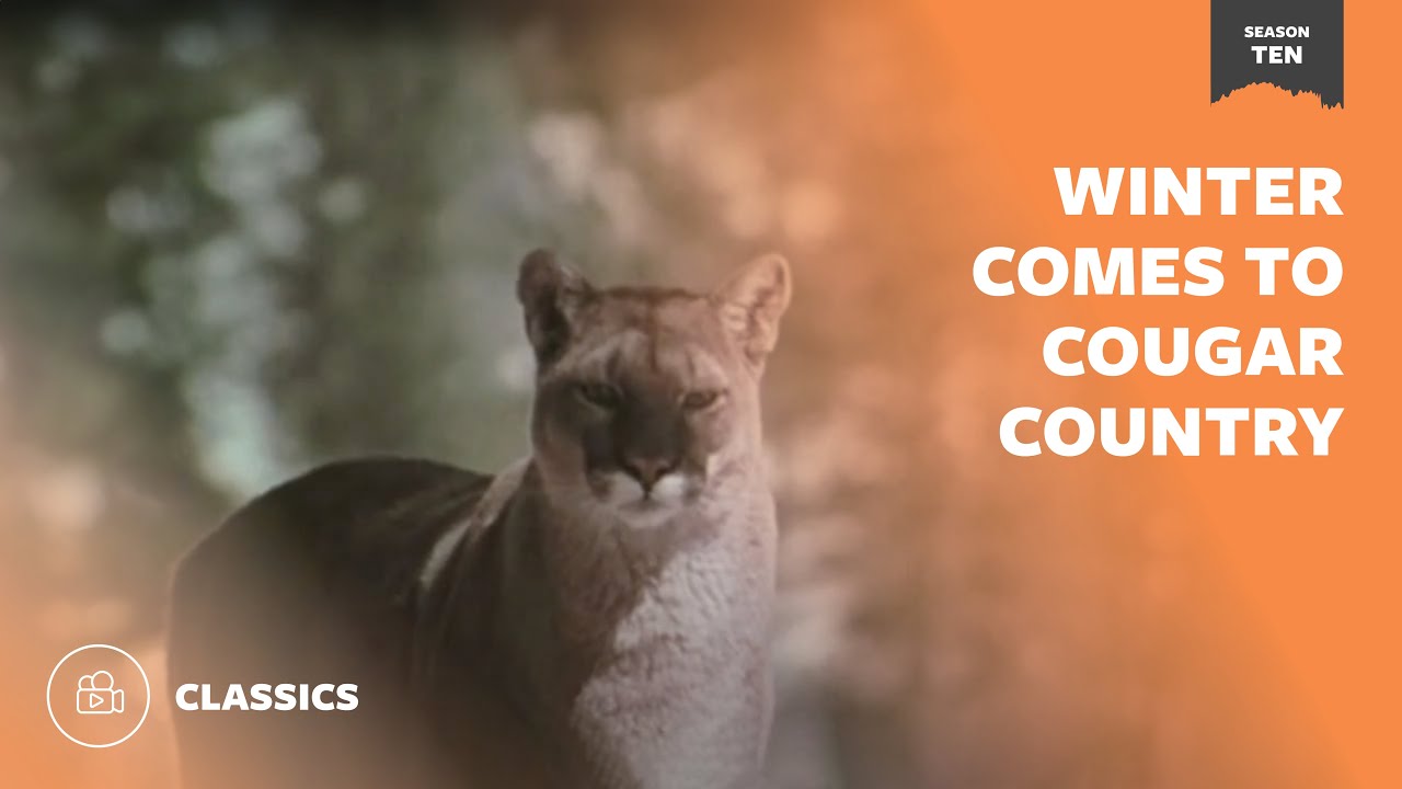 Winter Comes to Cougar Country | Mutual of Omaha's Wild Kingdom