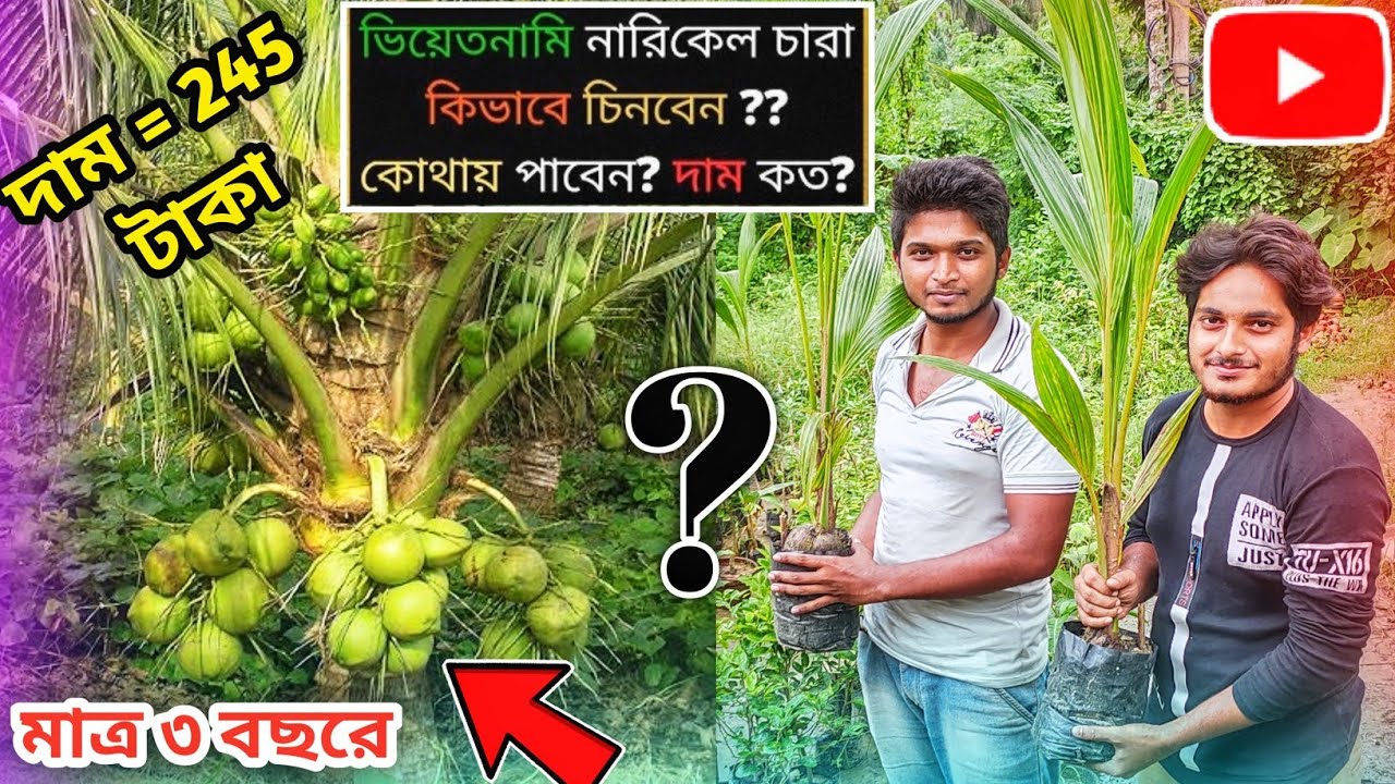 ভিয়েতনামি নারিকেল গাছের চারা কিভাবে চিনবেন?দাম কত?কোথায় পাবেন?লাগাবেন কিভাবে?Vietnam coconut trees