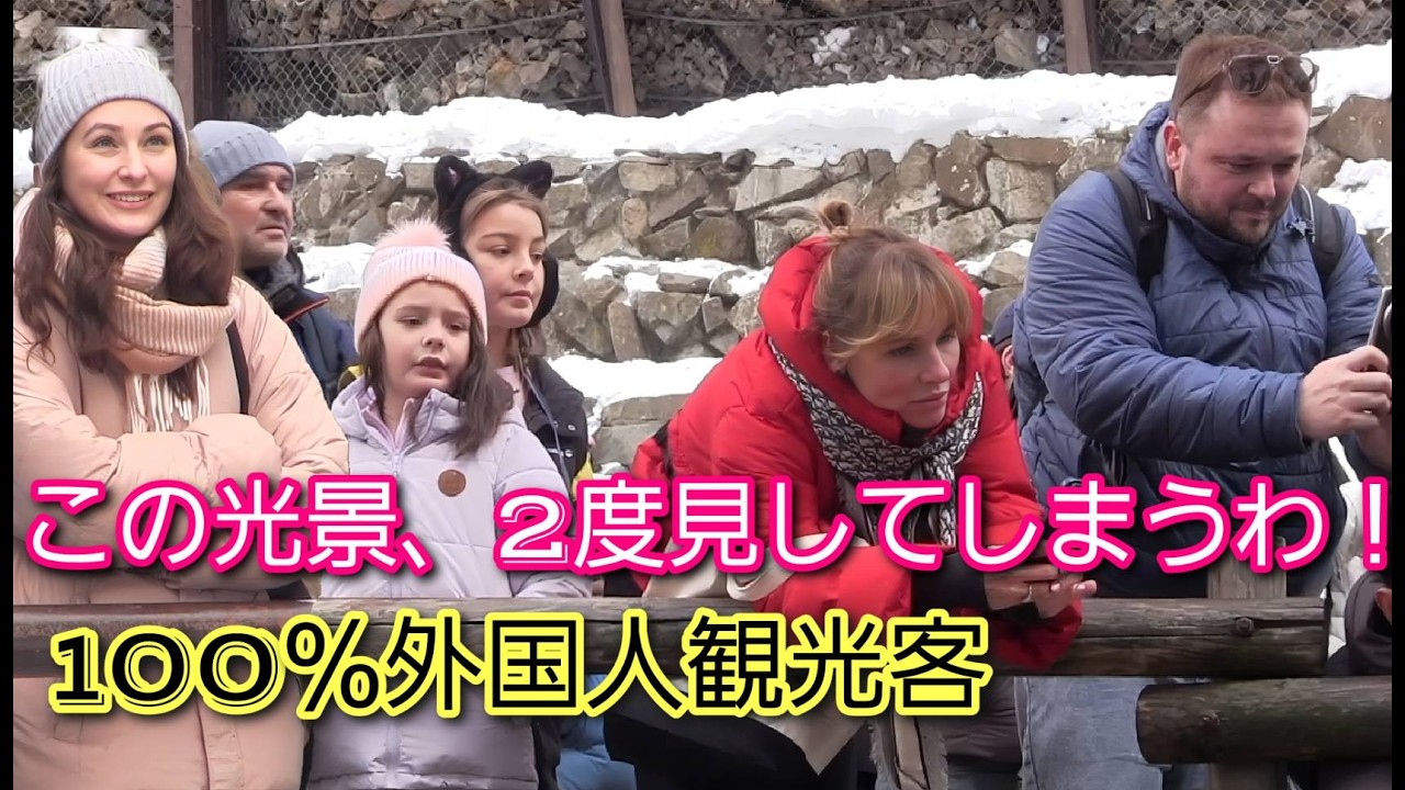 この光景、2度見してしまうわ！1温泉に入る猿の楽園に外国人観光客が押し寄せる