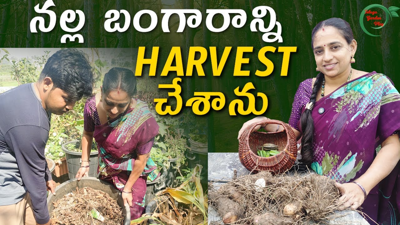 నల్ల బంగారాన్ని HARVEST చేశాను | beautiful harvest || TELUGU GARDEN VLOG