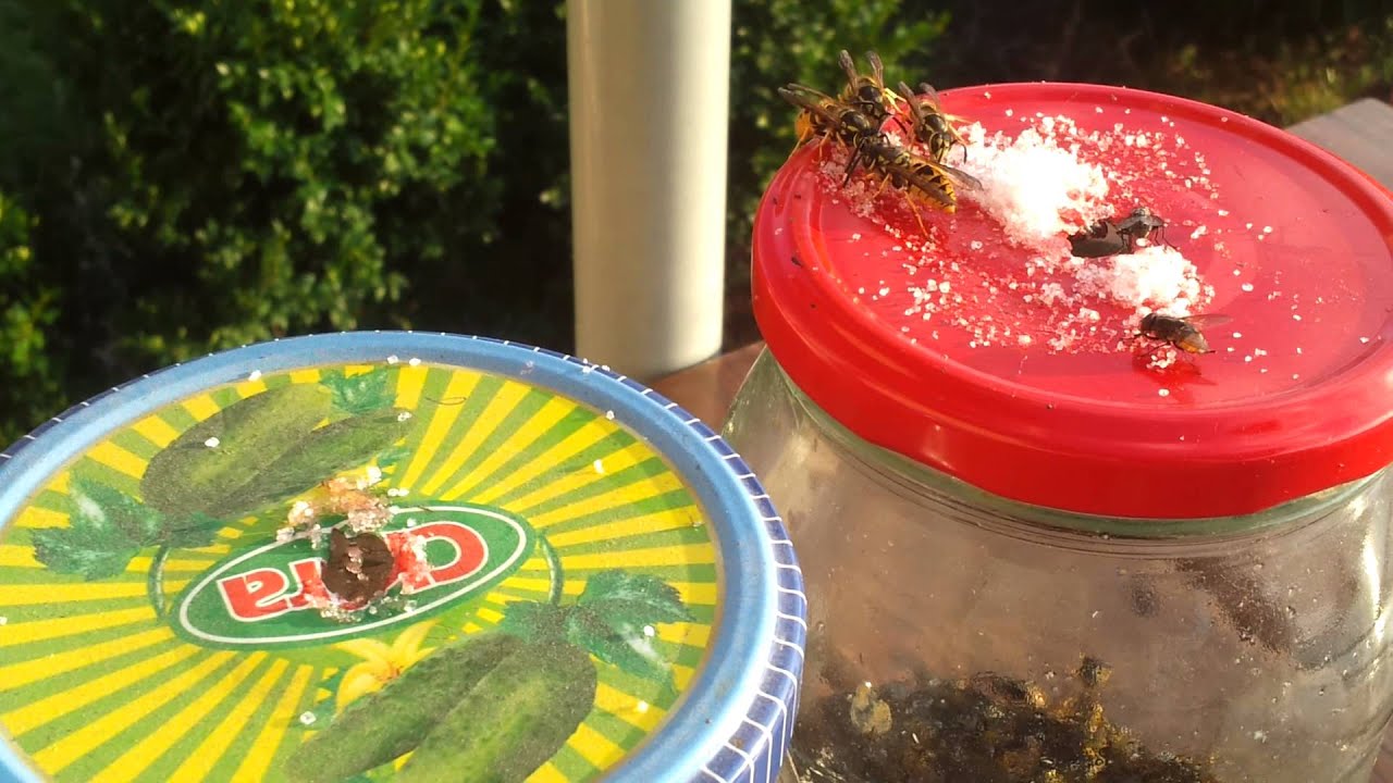 Wasp behavior ...