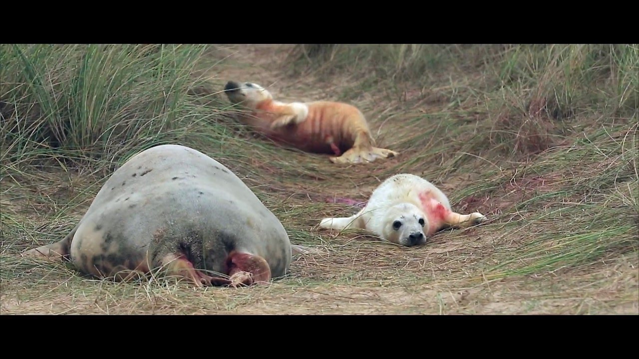 The Horsey twins story - Documentary about first ever Grey Seal twins to be born in the wild