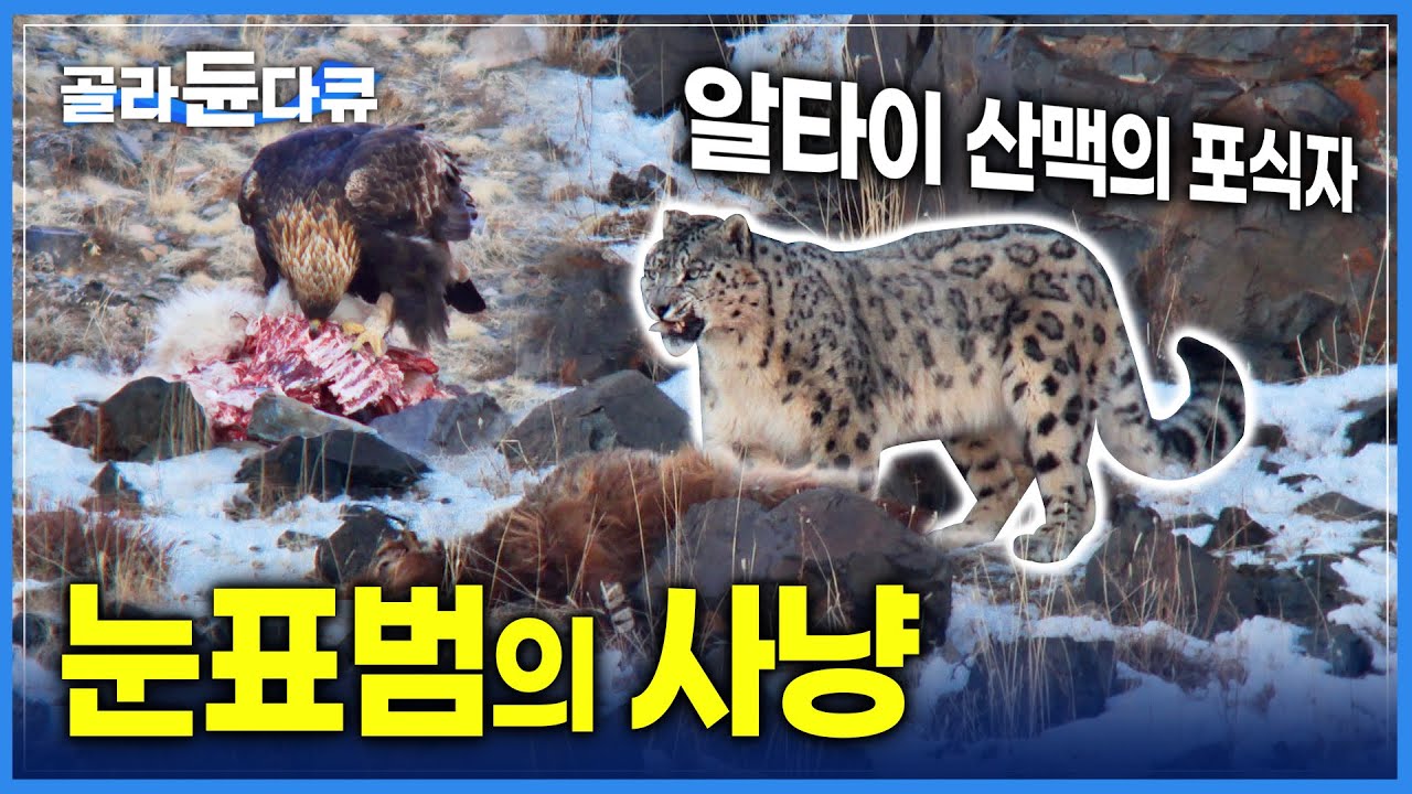 야생이 살아 숨쉬는 알타이 산맥의 최강 포식자! 눈표범의 사냥 | 검독수리 | 여우 | 다큐프라임 | #골라듄다큐
