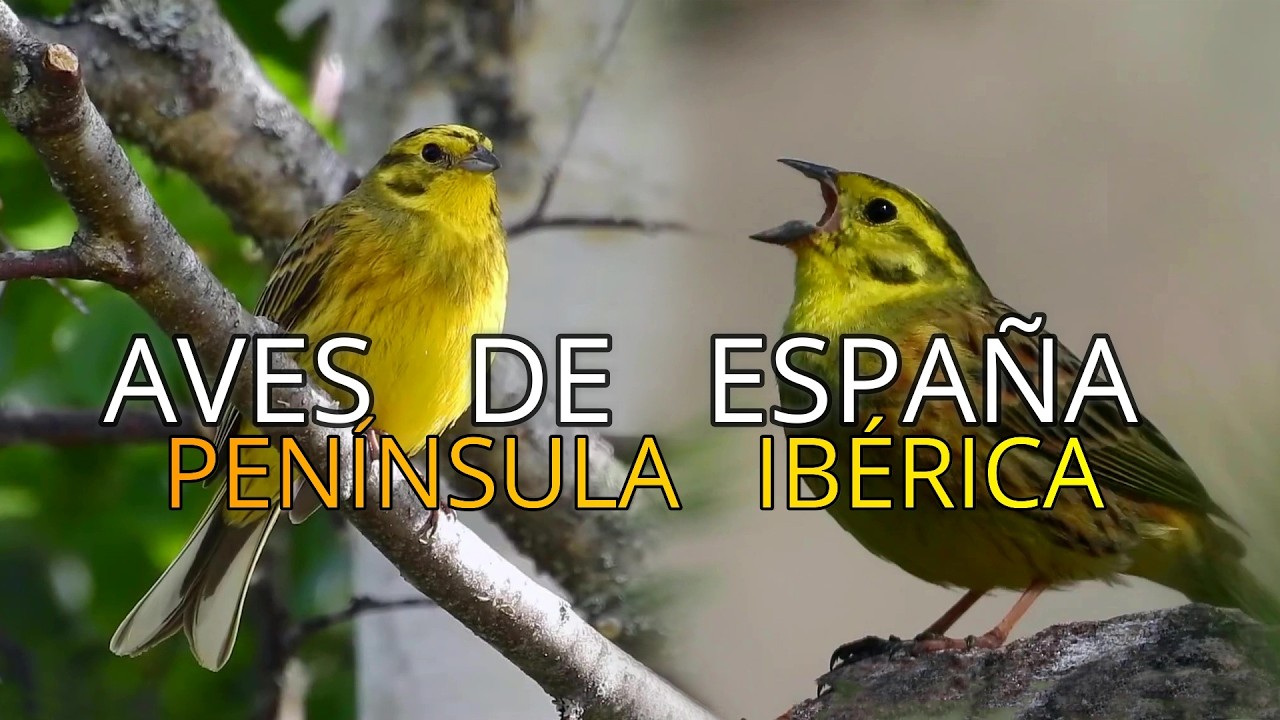 Aves de España||Pequeños Documentales en 4k||Escribano cerillo 🐦||Emberiza citrinella||Yellowhammer