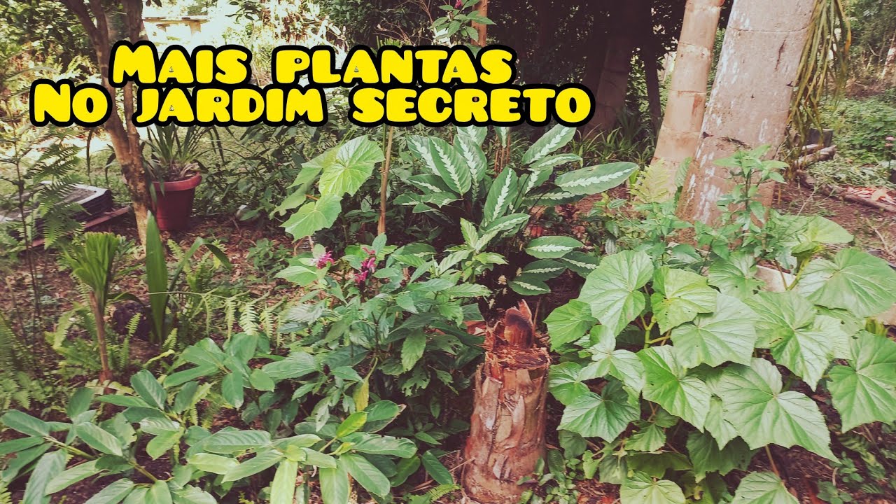Levei mais plantas  no JARDIM SECRETO, vou proteger algumas plantas 