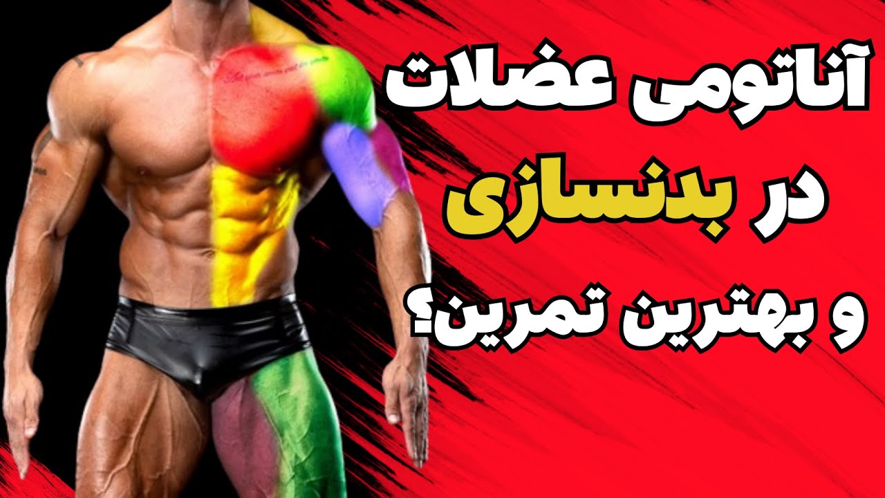 آناتومی عضلانی برای بدنسازی و پیشنهاد بهترین تمرین برای هر عضله