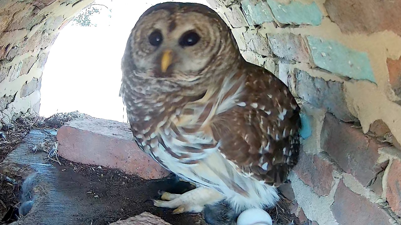 Owl Cam LIVE: DAY 10 stream. Bernadette the Barred Owl and her three eggs!