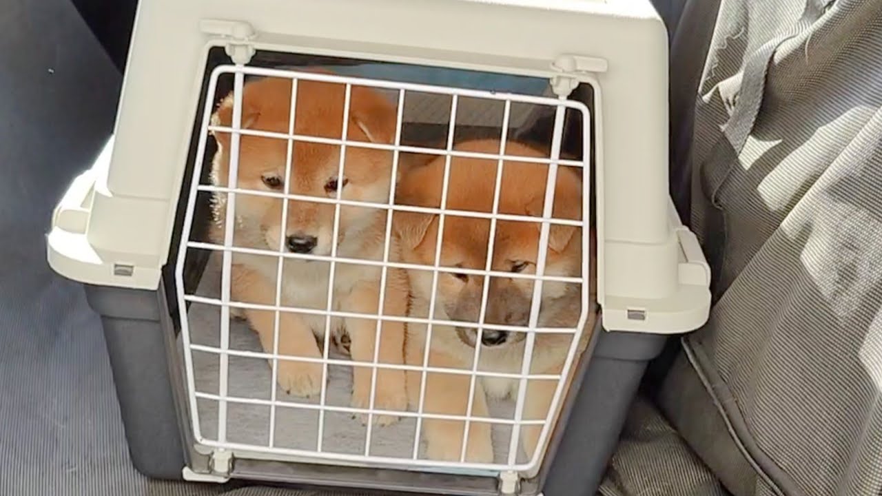 Puppies 1st time out of their home