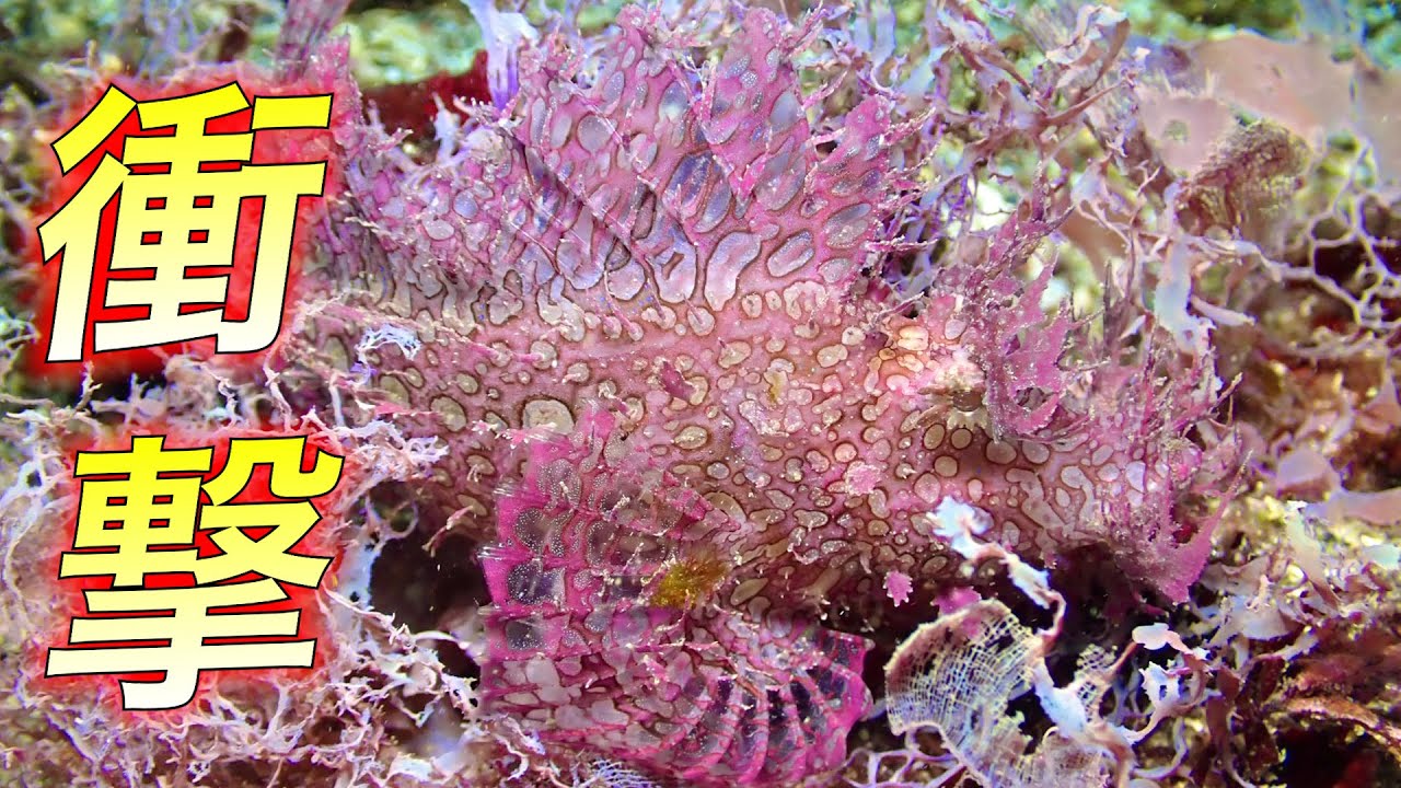 【超激レア】新年早々にボロカサゴ出現の特大ヒット！！衝撃のレア生物！！
