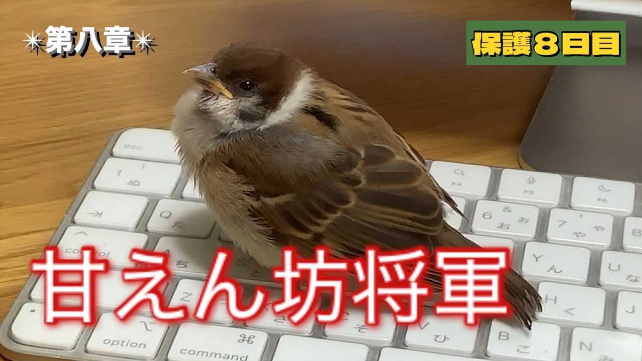 保護雀【9】かまってほしい雀（2025年7月30日）