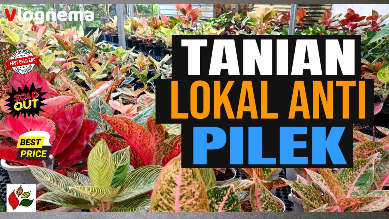 Tanian Lokal Anti Pilek❗Harga Bersaing❗Bamyak Pilihan Banyak Jenis❗❗