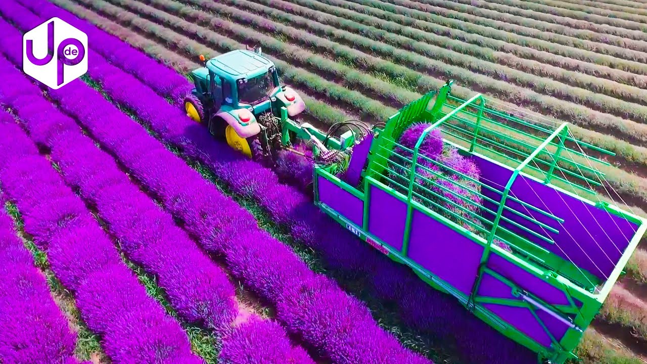 WIE MACHT MAN DIE LAVENDER-ERNTE?
