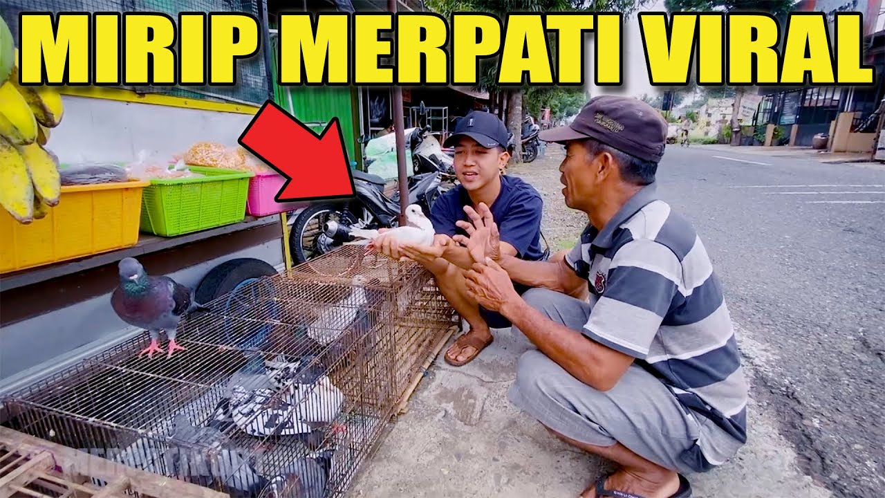 LARISIN PENJUAL MERPATI PINGGIRAN KOTA