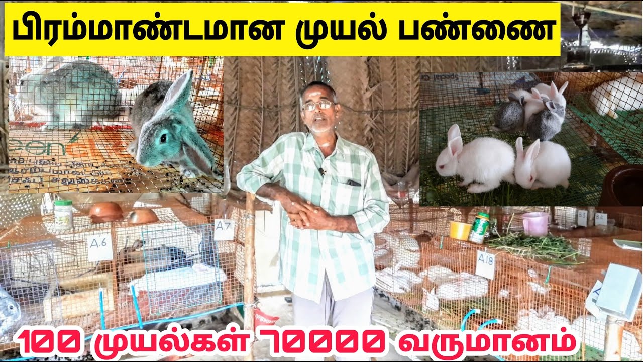 Biggest Rabbit farm | 100 முயல்கள் மாதம் வருமானம் 70000 | பிரம்மாண்டமான முயல் பண்ணை
