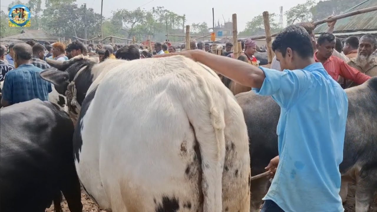 @ ১৫/৩/২০২৬|| মাংসের, কুরবানির ও পালার ষাঁড় গরুর কেনা-বেচা কাহারোল হাটে||