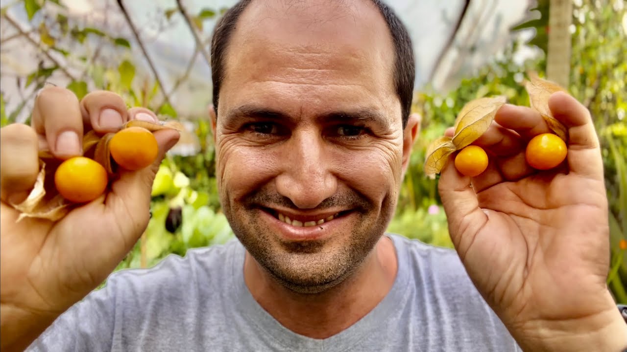 COMO PLATAR PHYSALIS PELA SEMENTE - DICA DE COLETA DE SEMENTES