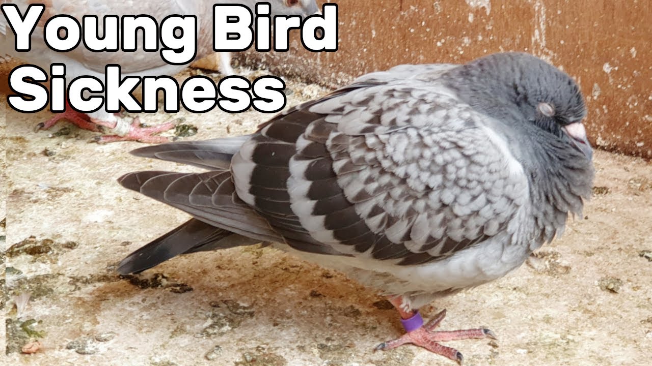 Pigeon Young Bird Sickness (Circovirus)