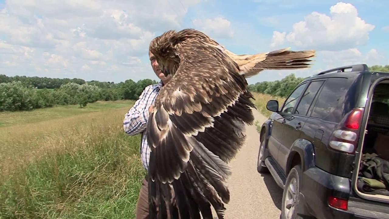 Szegedi Hírek Gyógyult  parlagi sast engedtek szabadon. 2016.06.14.