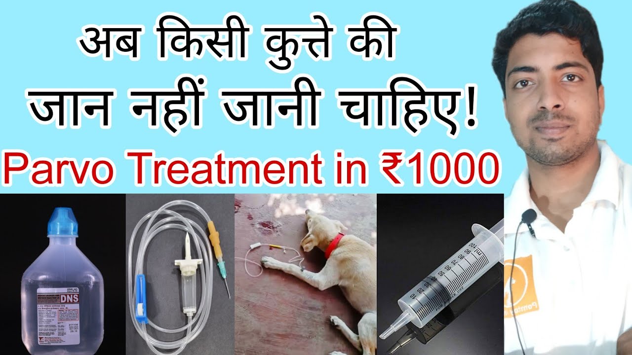 Parvo virus treatment in dog. || By pomtoy anurag